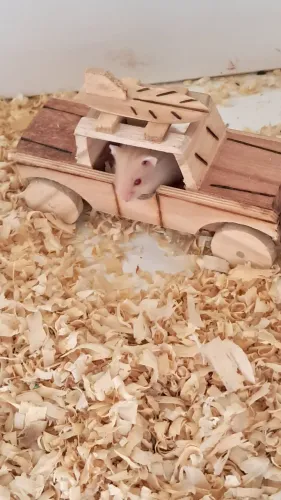 Hamster Anão Russo - Pequeno no Tamanho, Gigante na Fofura!