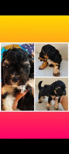 Poodle disponível 