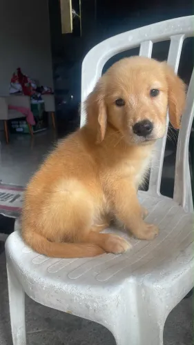Golden Retriever - Pedigree CBKC