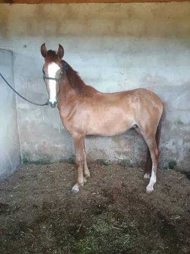 Cavalo