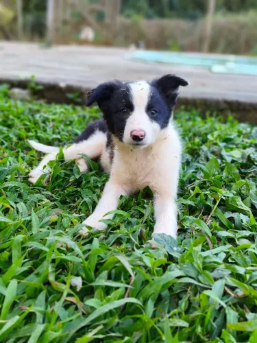 Filhote de Border Collie 