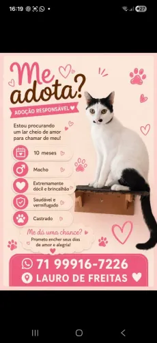 Doação responsável gato 10 meses castrado