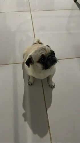 Procuro namorado cachorro da raça pug
