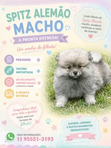 Um sonho de filhote :: macho Spitz Alemão
