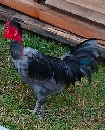Galo com 120dd