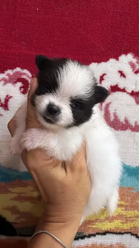 Filhote de a Lulu da Pomerânia Macho