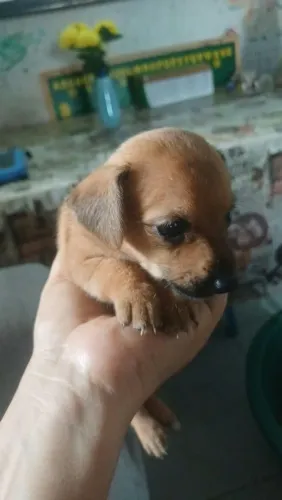Pinscher fêmea