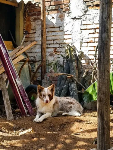 Border collie Femea