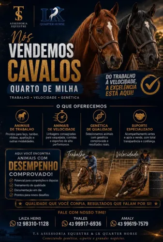 Vendas de cavalos Quarto de Milha 