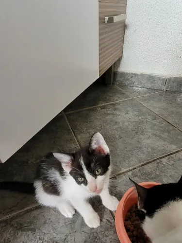 Doa- se filhotes de gato