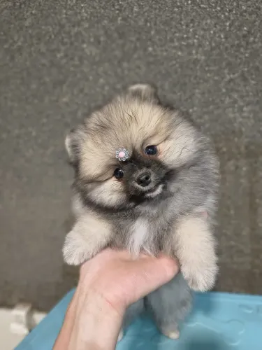 Lulu da pomerania anão com pedigree