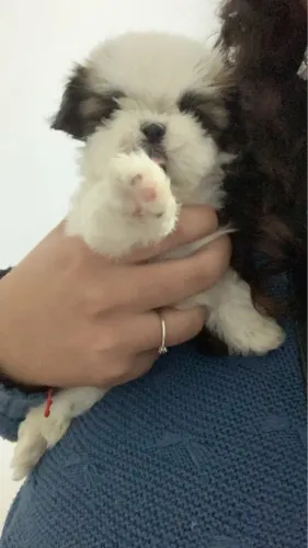 shitzu 