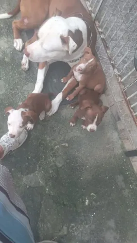 Cachorro Pit Bull 450.00 