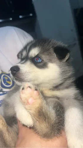 Lindos lobos husky siberiano lobinho 