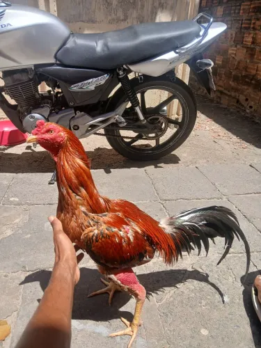 Pra vender no preço