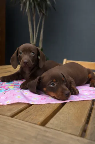 Dachshund