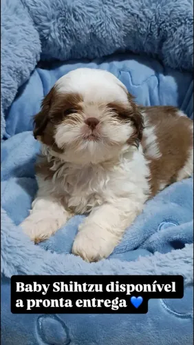 Shihtzu macho 