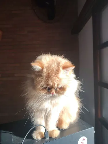 Lindo gato persa