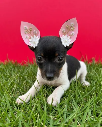 Uma Princesinha de Patinhas Macias