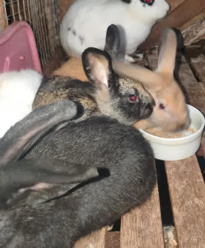Coelhos a venda 50 reais cada 