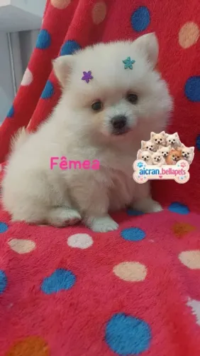 spitz Alemão fêmea Anã
