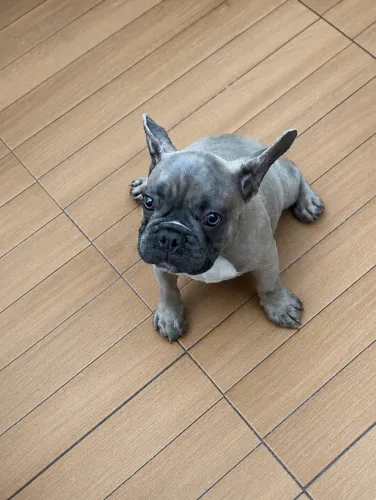 Bulldog francês macho 