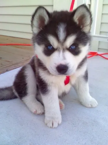 Husky Siberiano - Alegria Em Cada Gesto
