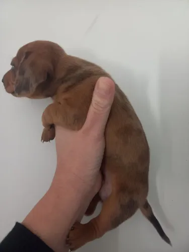 Filhotes salsicinhas dachshund