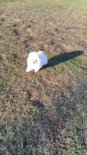 Spitz machinho ursinho branco neve 