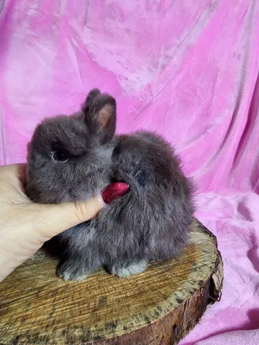 Mini Coelho Netherland anão fêmea pet 3 meses
