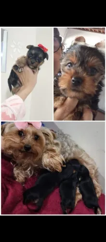 Feminha micro de yorkshire