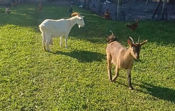Duas cabras a venda!