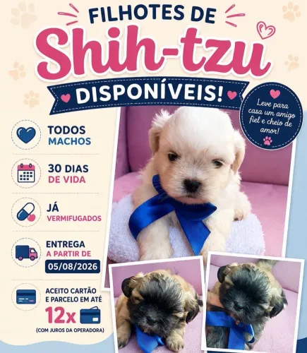 ? Filhotes de Shih Tzu de Ótima Procedência!
