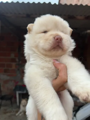 Chow chow x husky siberiano 