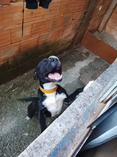 Doação cachorro