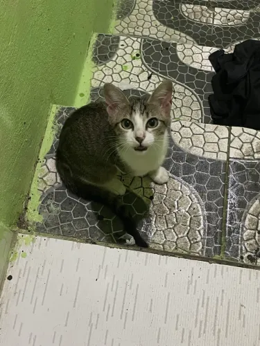 gata