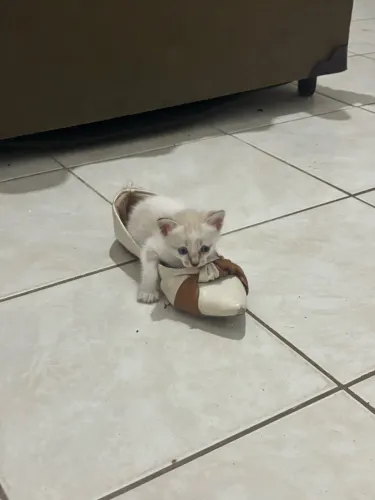 Doação de gatos filhotes