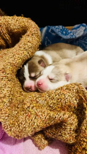 Filhote husky siberiano fêmea 