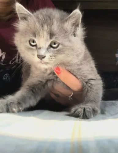 Vendo gatinha