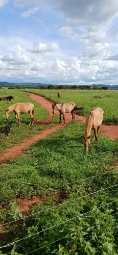 Pordos comuns para lida brabos