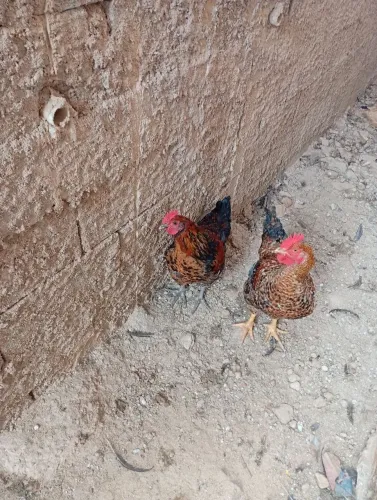 Frango caipira