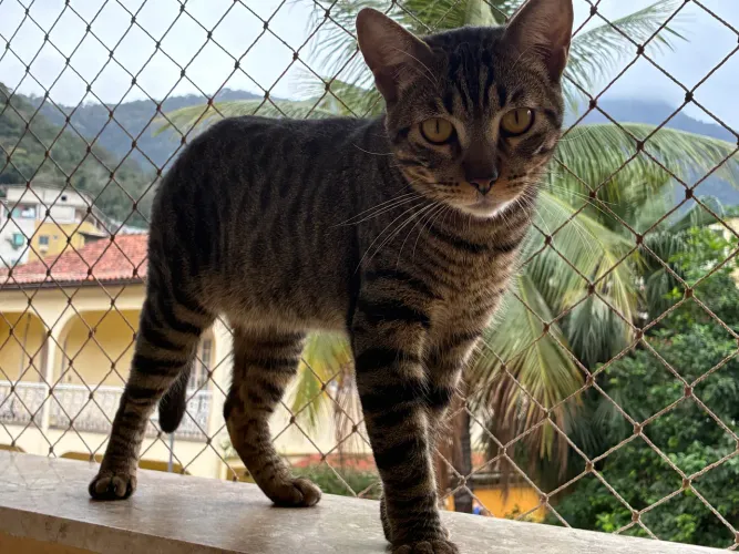 Gato para adoção
