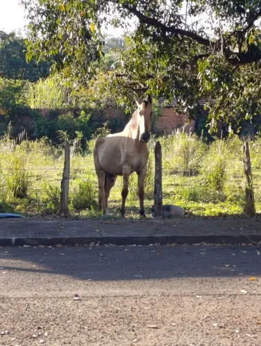 Cavalo Campolina 