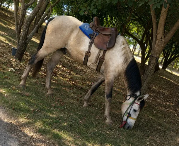 Cavalo