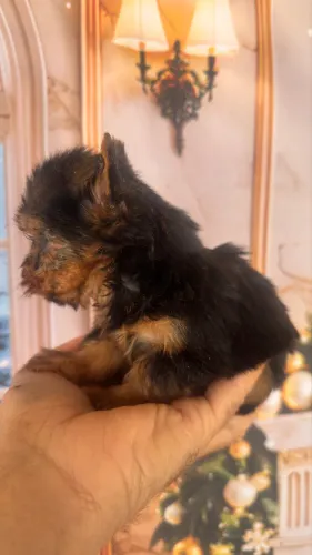 Yorkshire Terrier macho