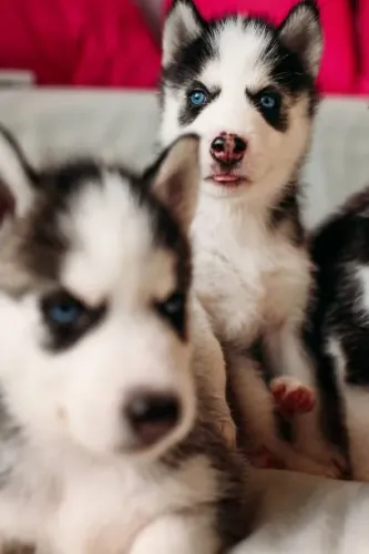 ? Filhotes de Husky Siberiano | Beleza e Excelente Temperamento