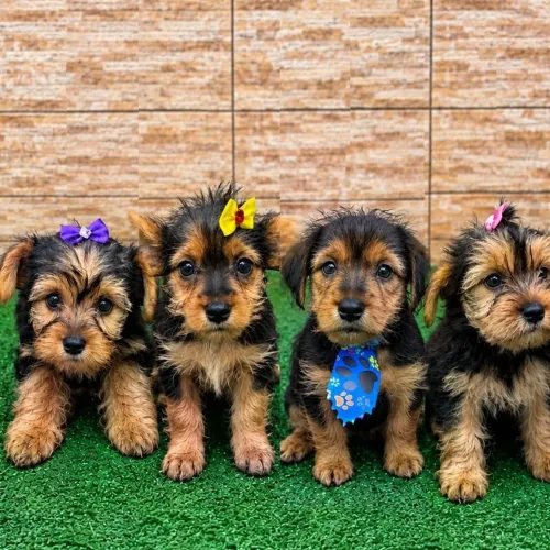 Filhotes de Yorkshire Terrier - 3 machos e 1 fêmea - Nova Campinas -Duque de Caxias