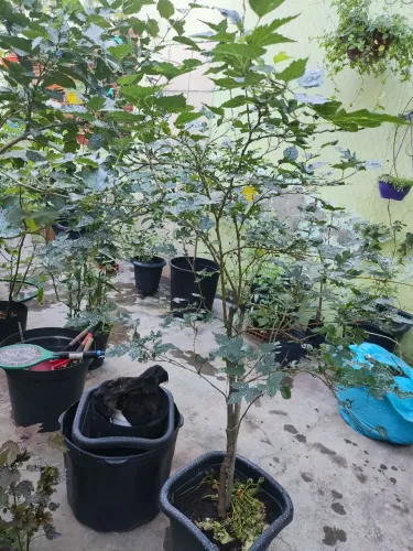 Pé frutífera amora preta comum adulta