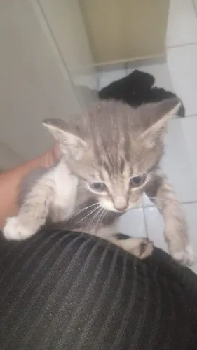 Gato angorá para doação 
