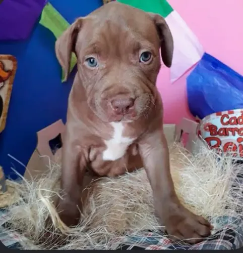 PITBULL FILHOTE A VENDA